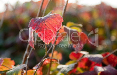 autumn leaves