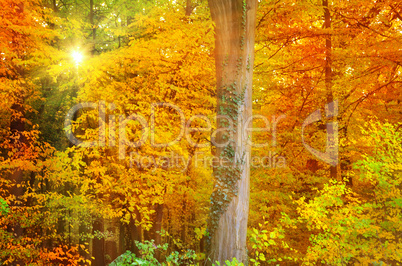 autumn forest