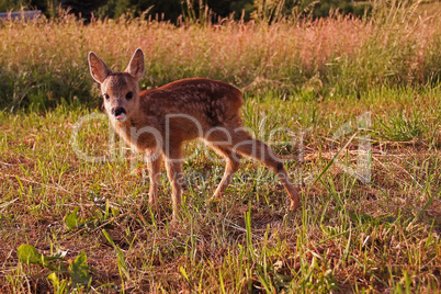 Fawn