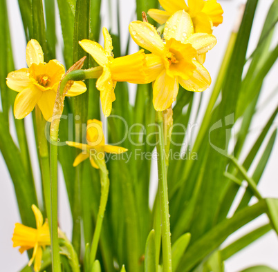 Narcissus / Daffodil on Light Background