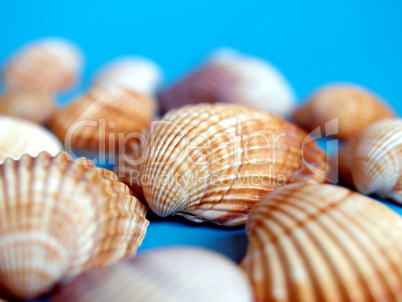 Shells