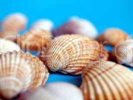 Shells