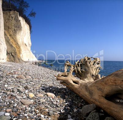 Rügen Steilküste mit Baum