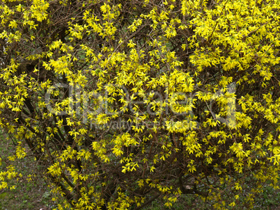 Forsythia flowers