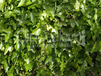 Ivy picture