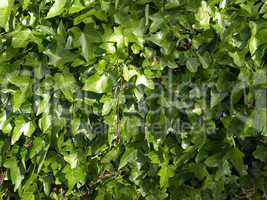 Ivy picture