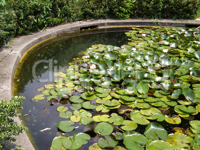 Water lily Nimphaea