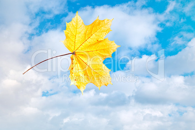 Gehaltenes Blatt im herbstlichen Park