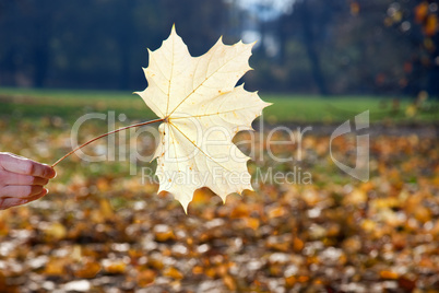 Gehaltenes Blatt im herbstlichen Park