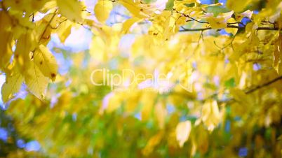 Autumn yellow leaves on wind