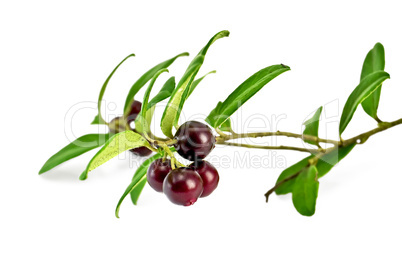 Lingonberry with leaves