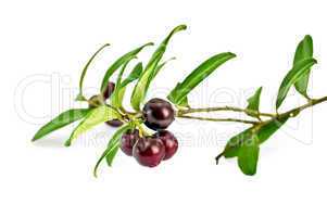 Lingonberry with leaves
