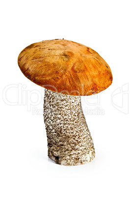 Mushroom orange-cap boletus