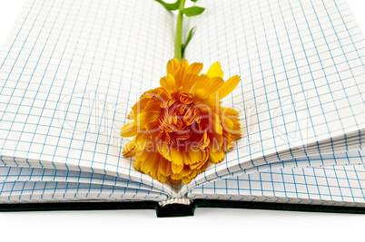 Notebook with calendula