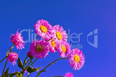 Pink flowers in the sky