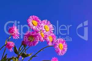 Pink flowers in the sky