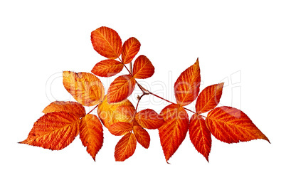 Raspberry leaves