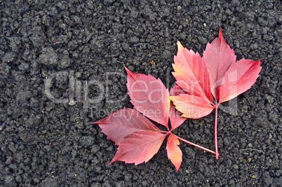 Red grape leaves on the ground