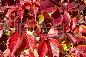 The texture of red vine leaves