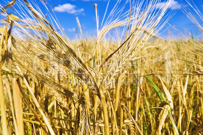 Wheat ears against the blue sky