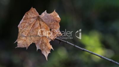 dry maple leaf on branch