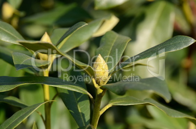 Rhododendron