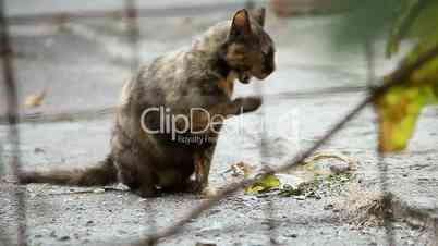 Washing Up Cat