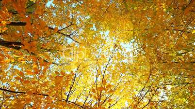 Autumn yellow leaves on wind part 1 from 2