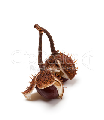 Two horse chestnuts on branch