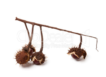 Horse-chestnuts inside dry peel on branch