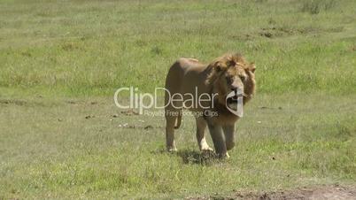schreitender Löwe in Serengeti
