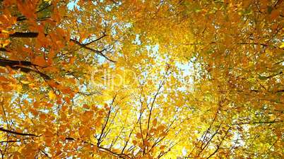 Autumn yellow leaves on wind part 2 from 2
