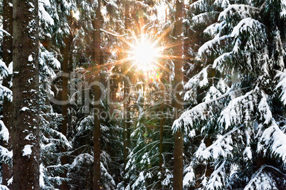 Sunbeam through the Winter Forest