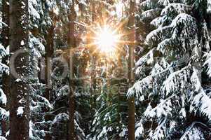 Sunbeam through the Winter Forest
