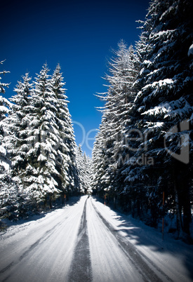 Road through Winter Forest