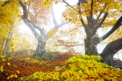 yellow autumn forest