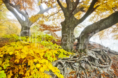 yellow autumn forest