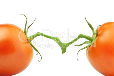 Two opposite tomatos