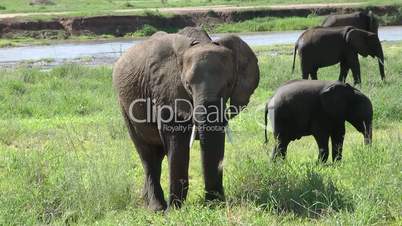 Elefantenherde beim Fressen
