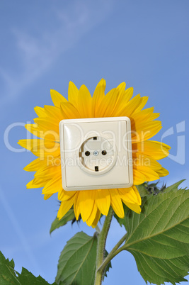 Steckdose in Sonnenblume