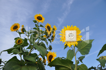 Sonnenenergie - Steckdose in Sonnenblume