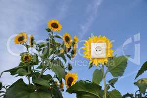 Sonnenenergie - Steckdose in Sonnenblume
