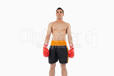Boxer standing