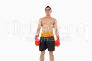 Boxer standing