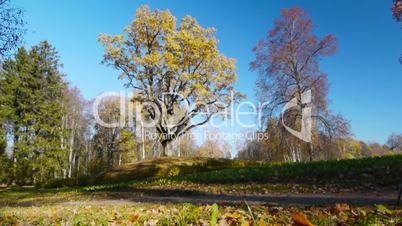 Maple tree in autumn