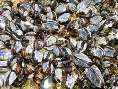 California Mussel