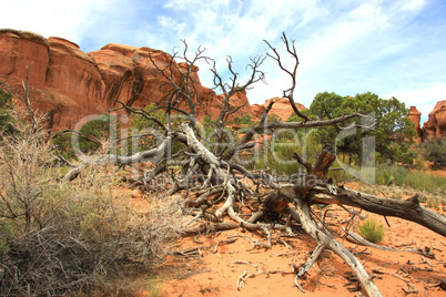 Liegender baum