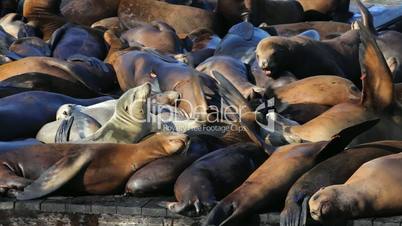 Sea Lion Crowd