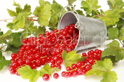 Frische Johannisbeeren