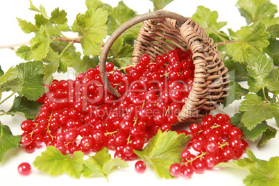 Frische Johannisbeeren